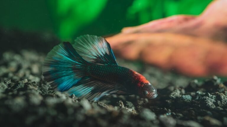 Betta Fish Sorority Tank Setup